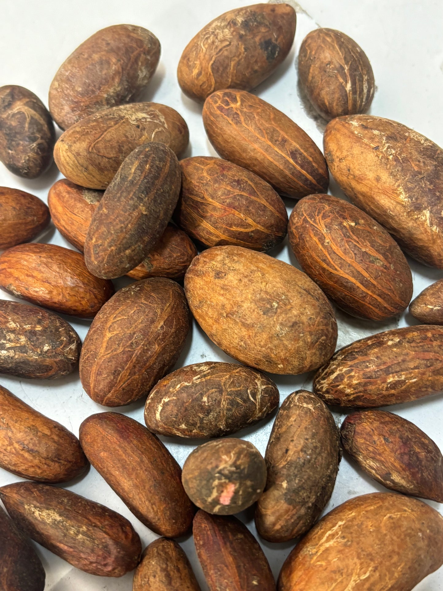 Noix de petit cola (Garcinia kola) entières de Côte d'Ivoire – photo réelle ATTOTÉ